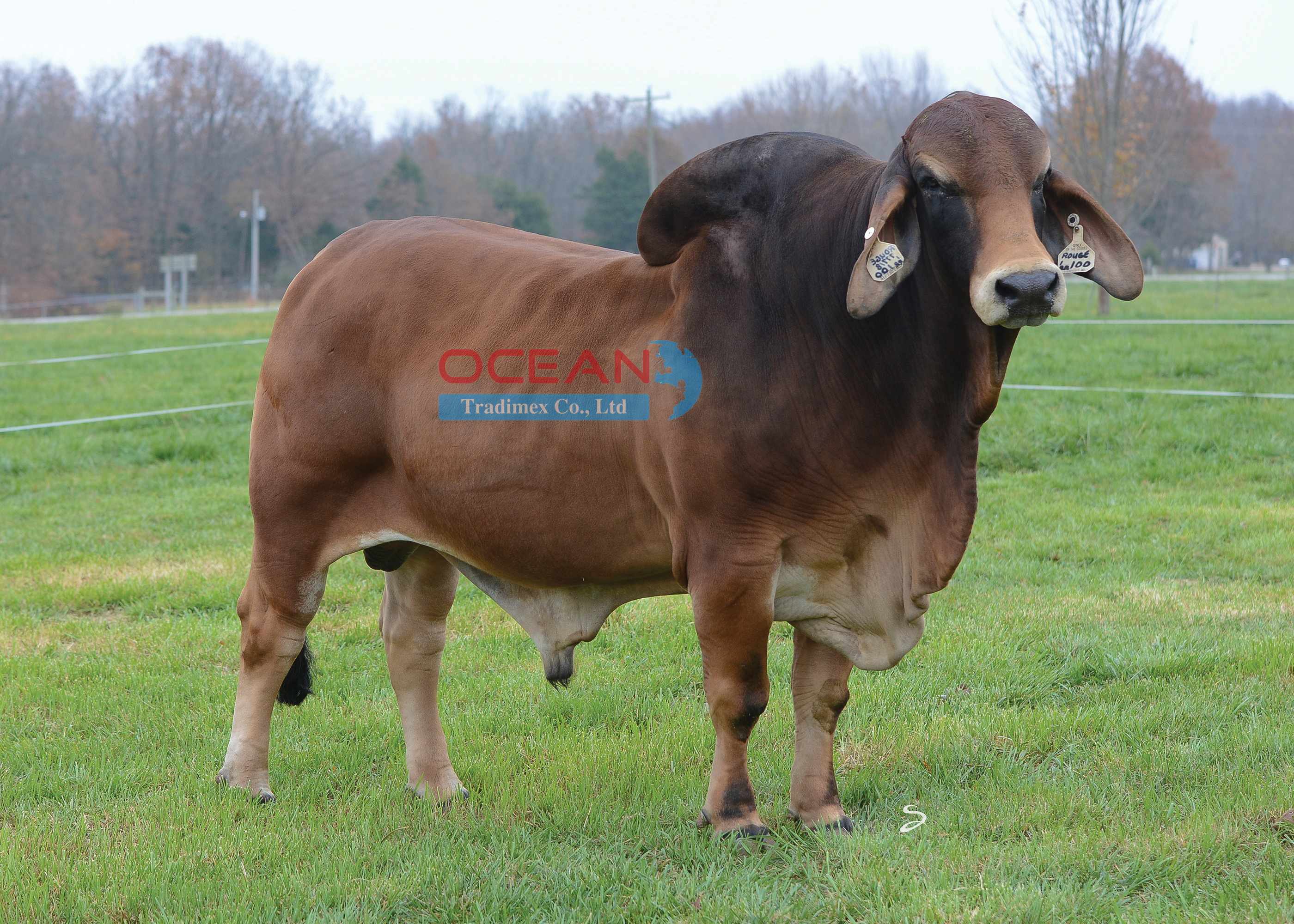 Tên đực giống: MR. JS ROUGE 777-8